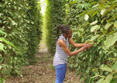 Bilder Plantage in Penja