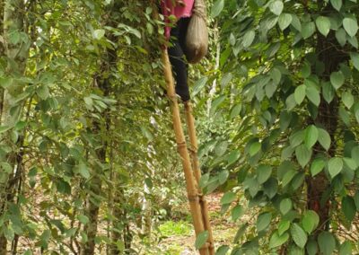 Bilder Plantage in Penja