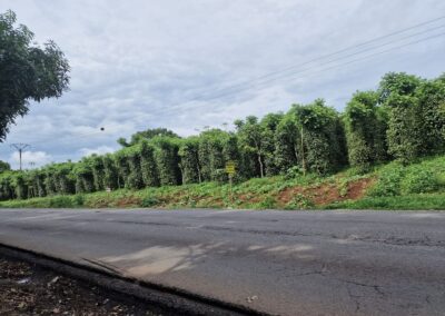 Bilder Plantage in Penja
