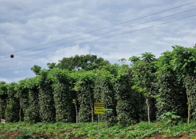 Bilder Plantage in Penja