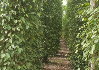 Bilder Plantage in Penja